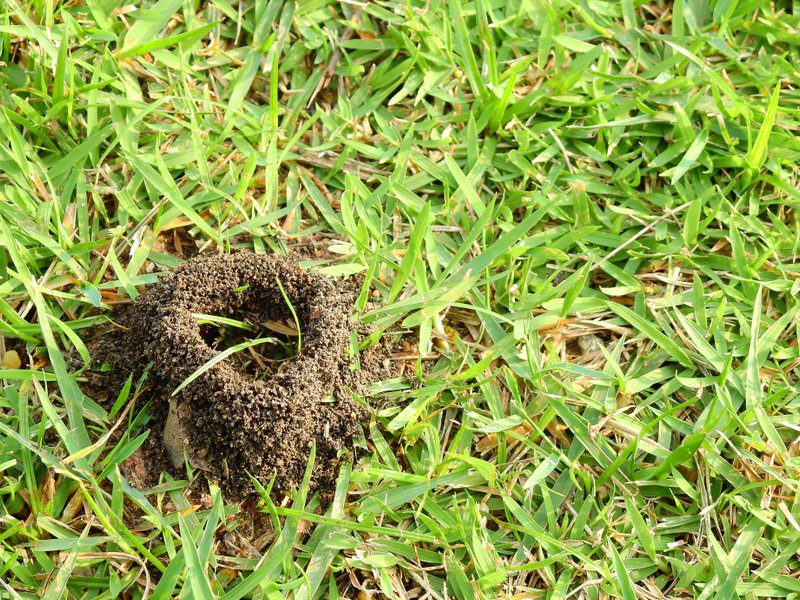 How To Get Rid Of Funnel Ants In Lawn Pest Ex