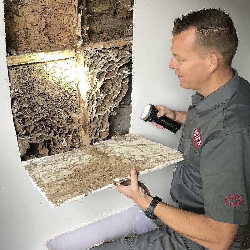 termite nest shower image