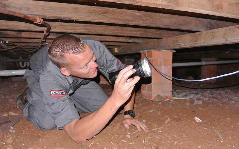 termite inspection gold coast image