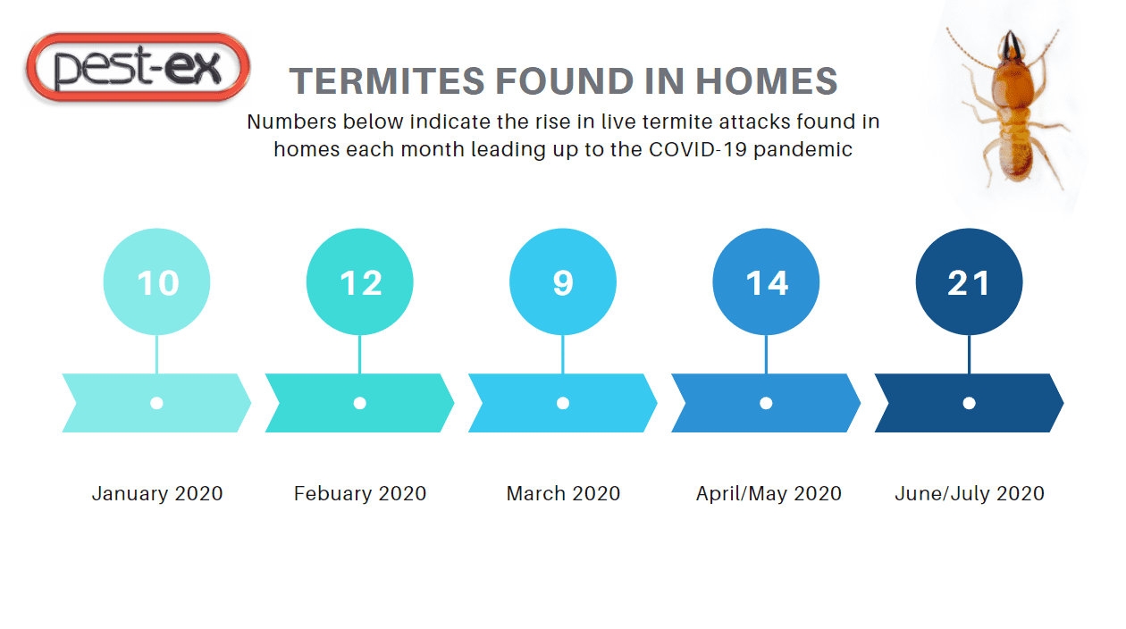 termite control increase 2020 image