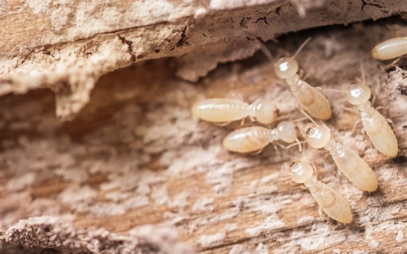 Termite bait diy treatment image