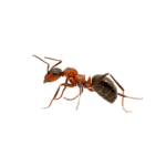 ants image