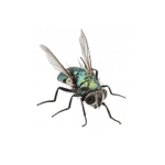 flies image