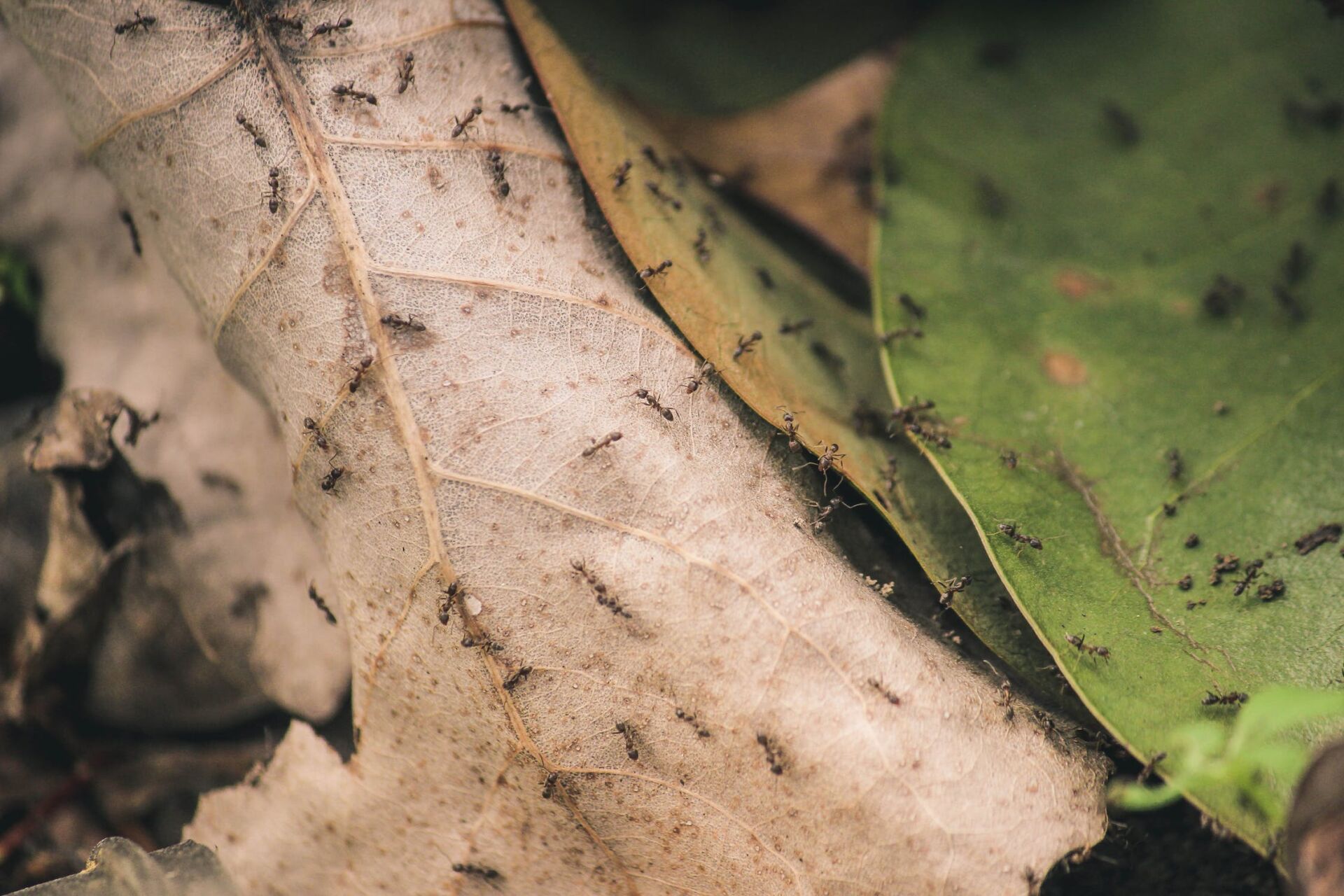 how to get rid of ants