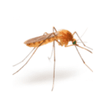 mosquitoes image