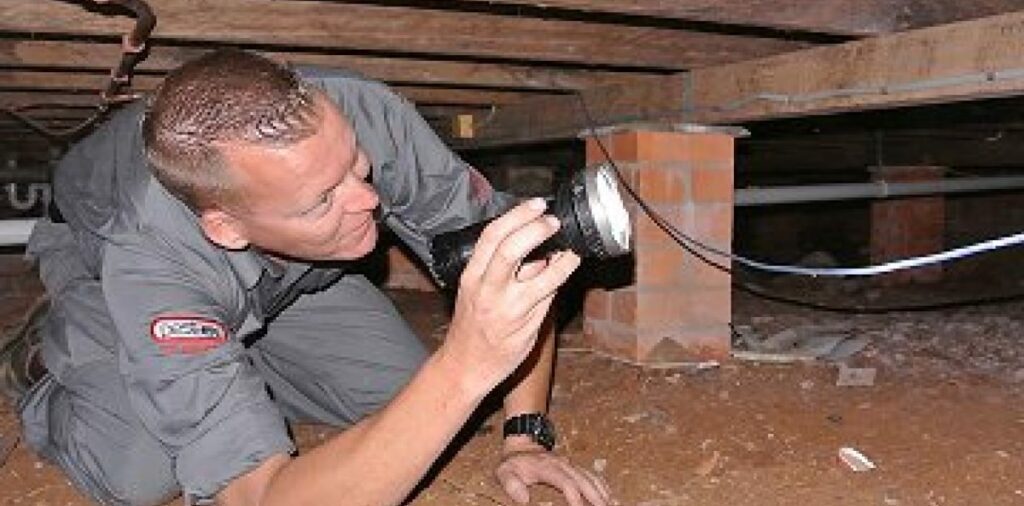 Pest Inspections Gold Coast