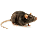 rats image