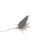 silverfish image