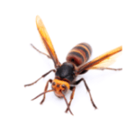 wasps image