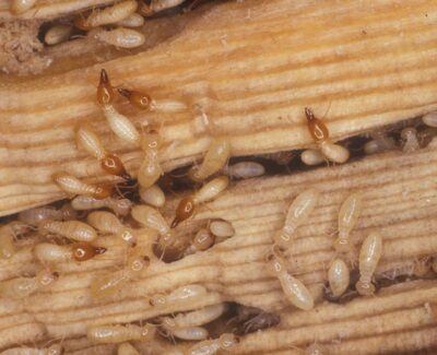 coptotermes termites 2 image