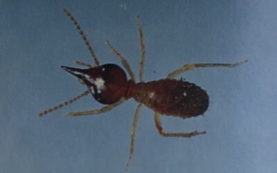 Nasutitermes Exitiosus Termite