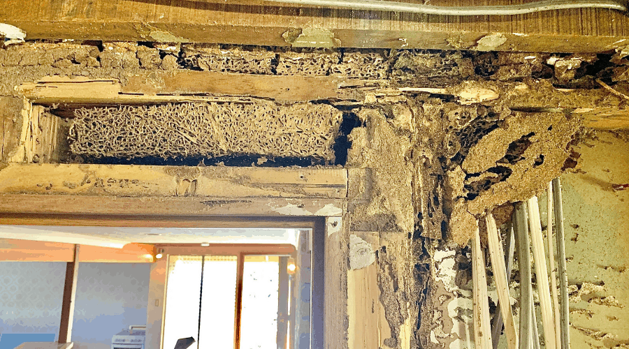 Termites in wall