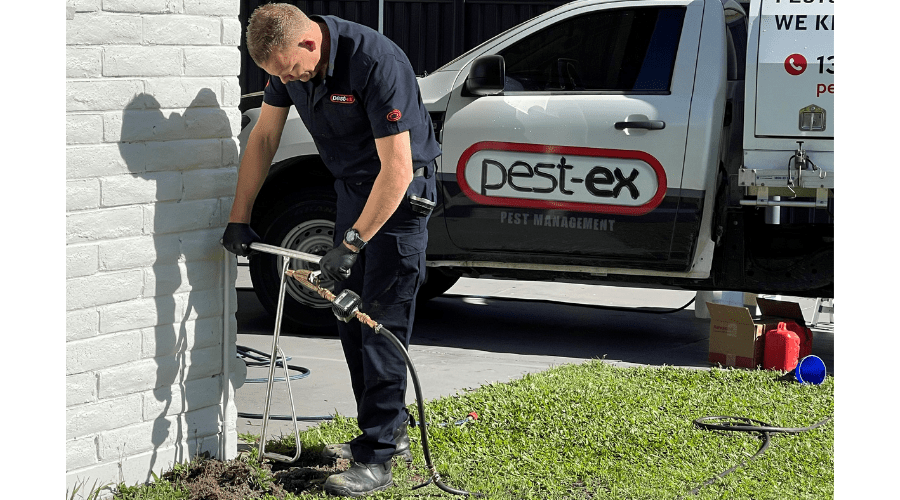 Termite Treatment by Pest Ex Pest Management