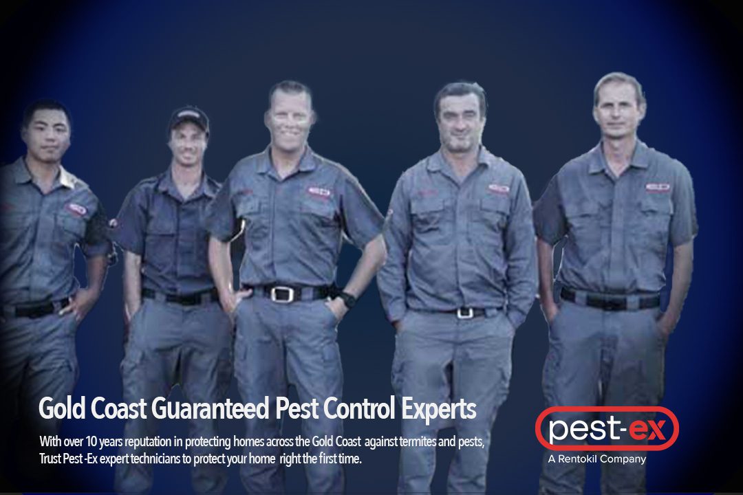 Pest Control Coomera  Gold Coast Pest Services